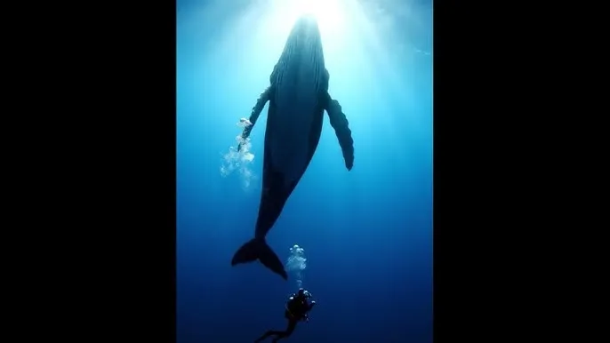 寻找同桌的你电影 - 深蓝星球：探索海洋深处的未知世界